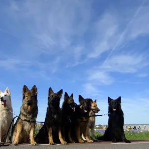 Seven Shepherds in a row!