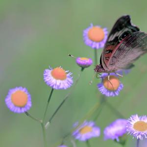 Nature in Spring