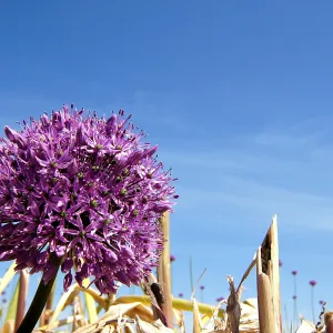 Purple flower