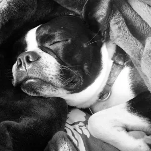 Snug as a bug