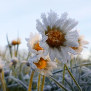 frozen daisies