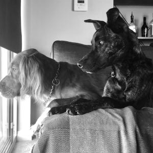 Curious instincts 