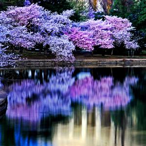 Cherry blossom reflections