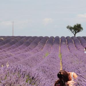 Revenir dans les champs de lavande 