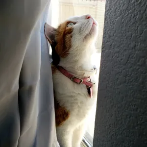 Petunia 