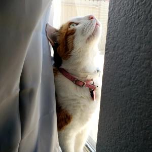 Petunia 
