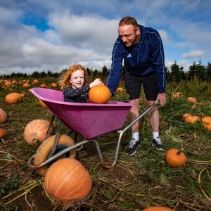 Pumpkin Picking at the Pumpkin Patch