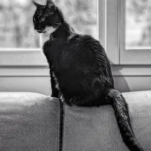 The "vague form" from felines
