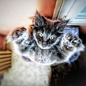 "Arrête-Moi Si Tu Pux". (Attrape-moi si tu peux).