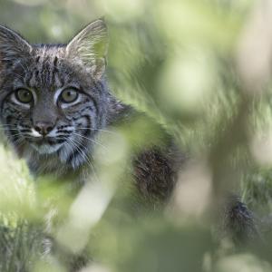 Young Bobcat