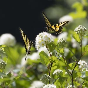 Yellow Swallowtails