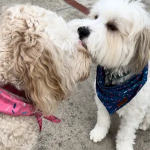 Unconditional love 