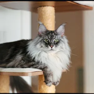 Dalí