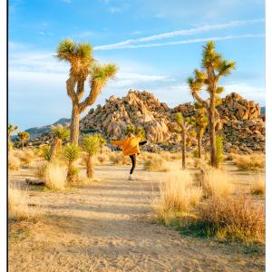 Golden hour at Joshua tree