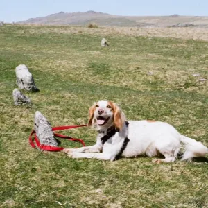 Dogs on film