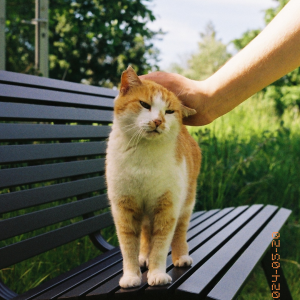 Evening Companions: Garden Bench Moments with a Cat