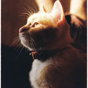 Golden cat in golden hour