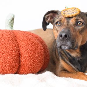 In a world full of apples, be a pumpkin pie 