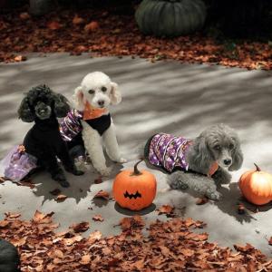 Pumpkins ready for Halloween Adventure