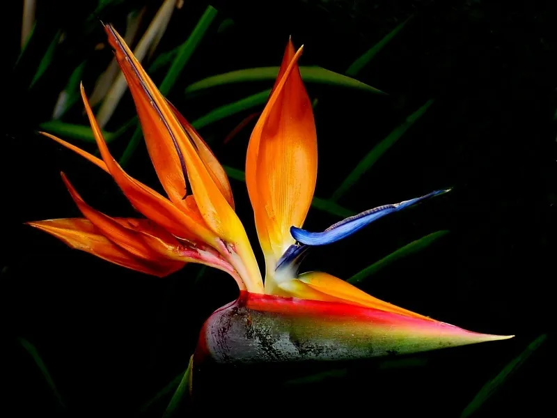 Bird of Paradise