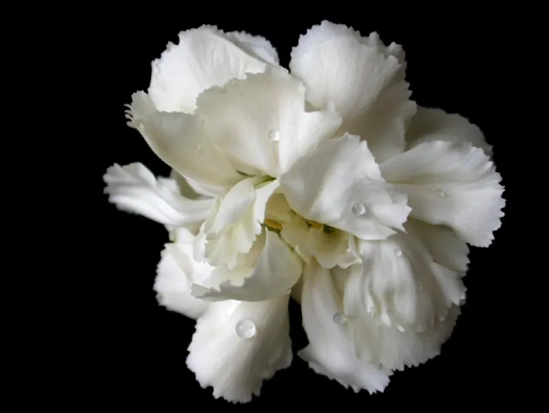 Black &amp; White in Colour