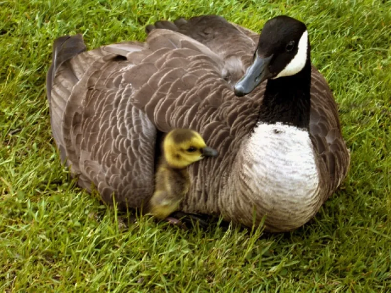Under Mom&amp;#39;s Wing