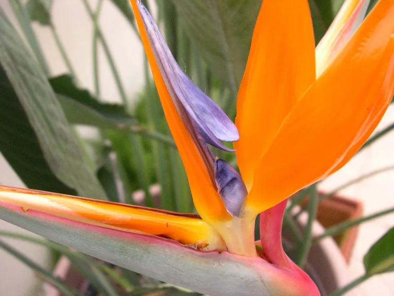 From the Land of Paradise