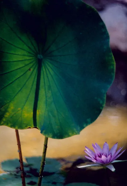 Afternoon in the Garden