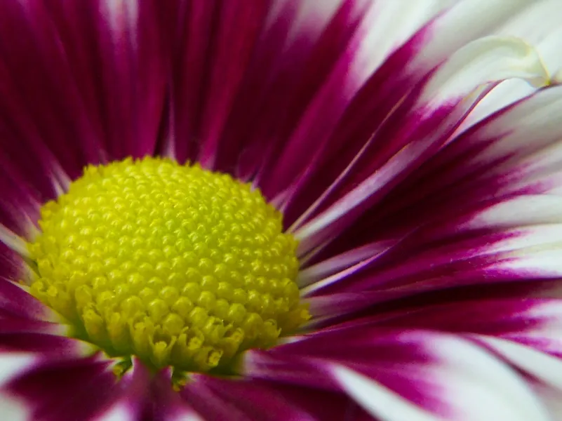 Purple &amp; White Mum