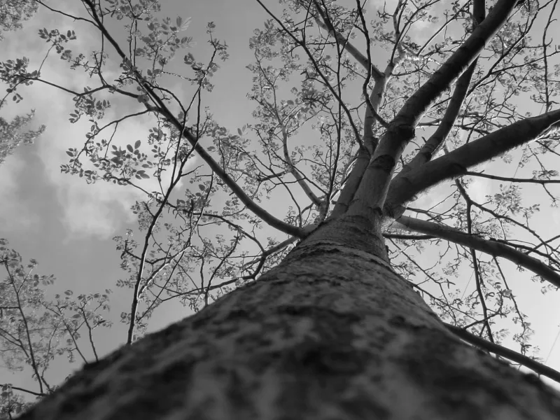 Wingin Growth In Life