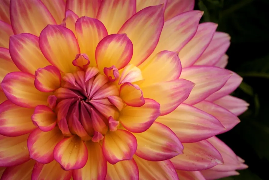 Dahlia