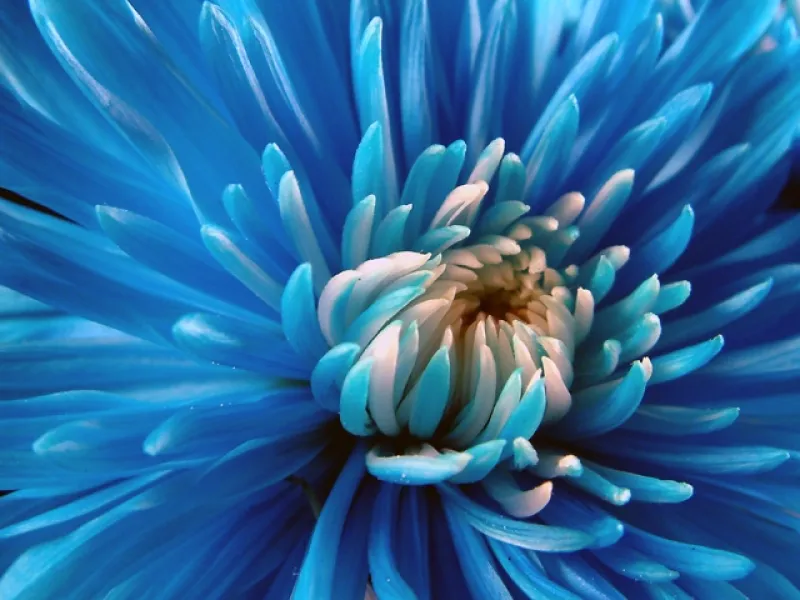 Blue Dahlia