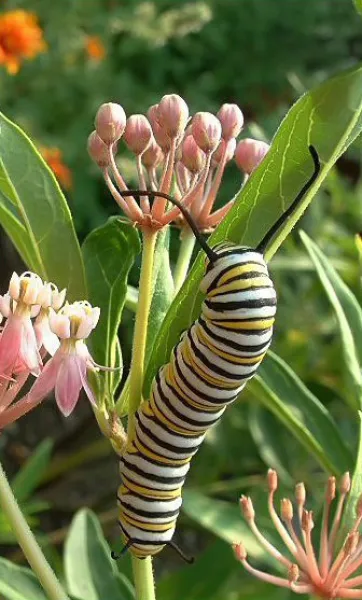 Munching on Milkweed