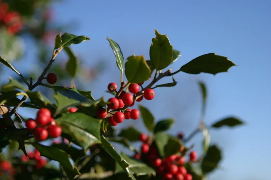 Backyard Holly Tree