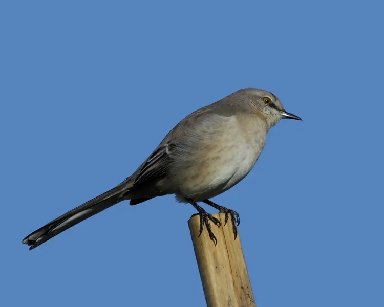 I Hear a Mockingbird Singing