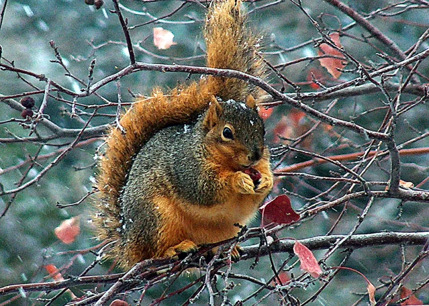 &amp;quot;Brrrunch&amp;quot;