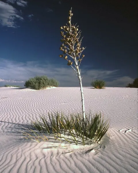 White Sands
