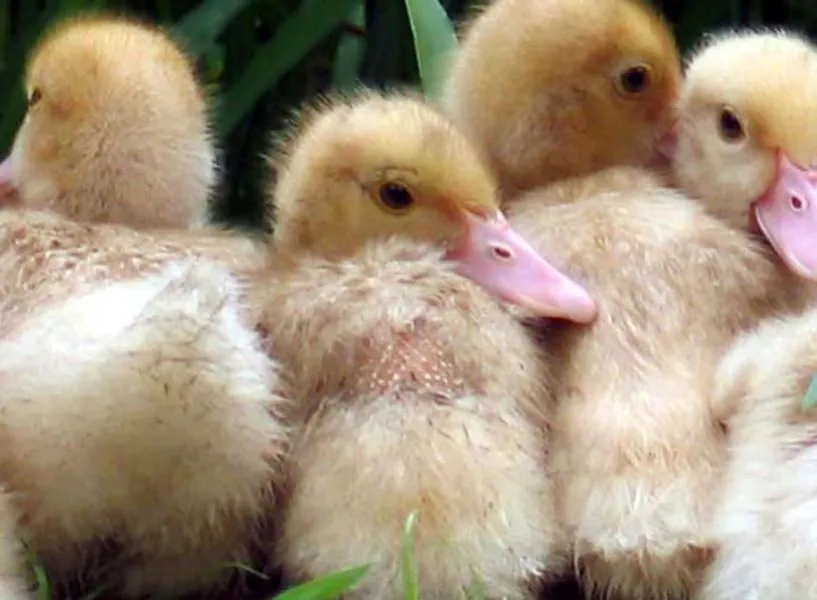 Not So Ugly Ducklings