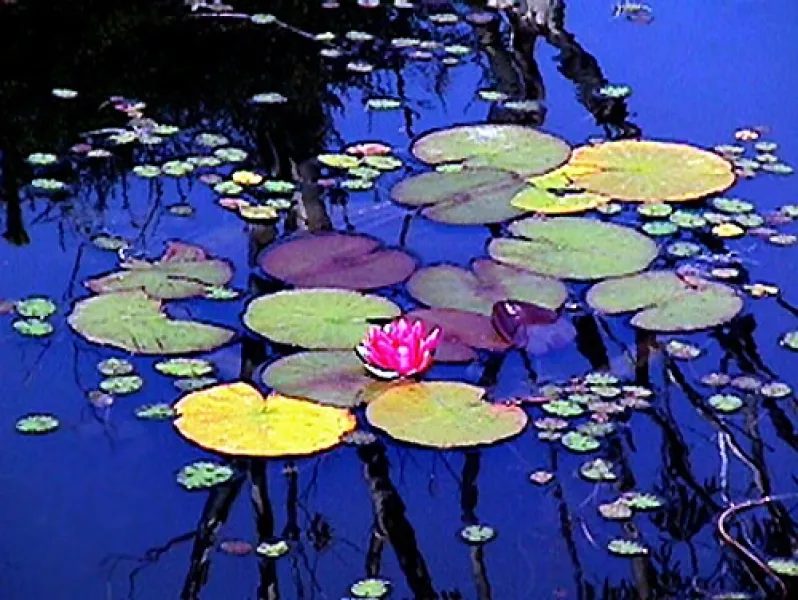 Lily Pads