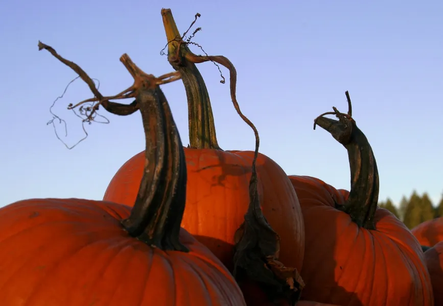 Dance of the Pumpkins