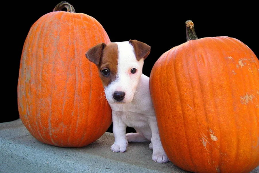 Pumpkins and Pup
