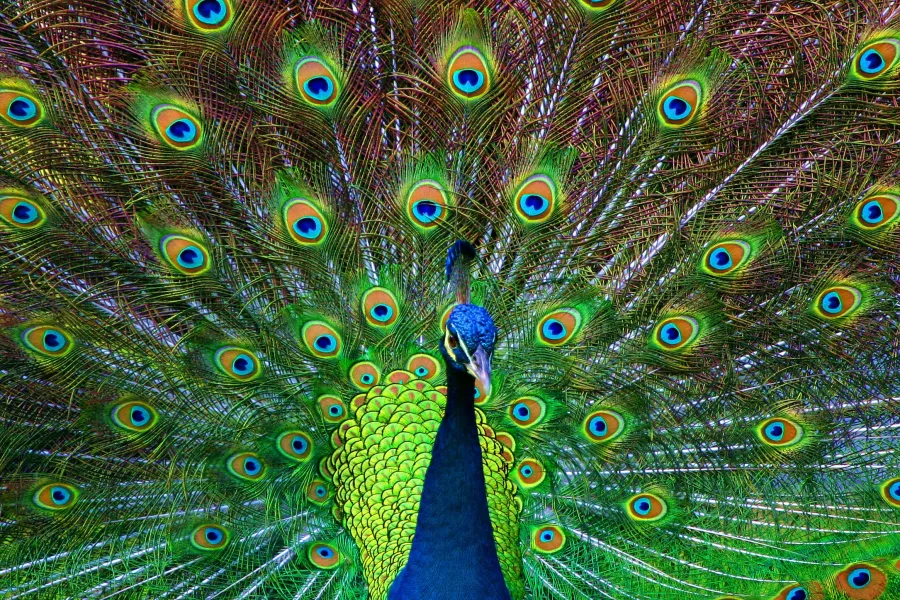 Peacock