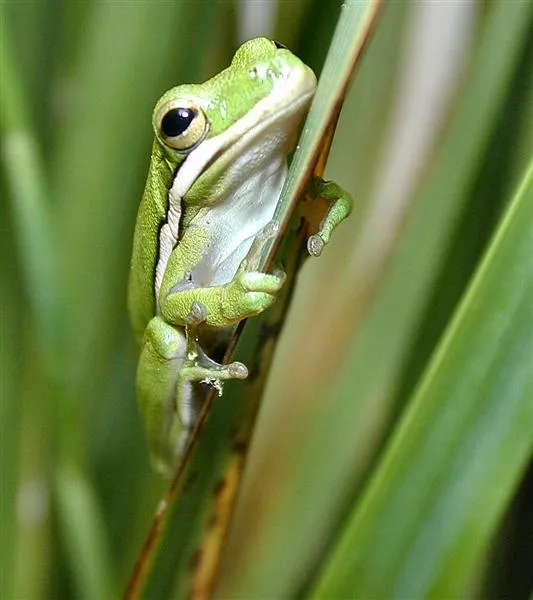 Little Tree Frog