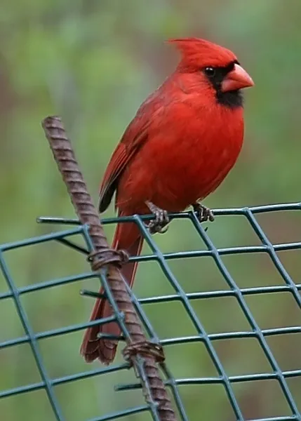 Cardinal