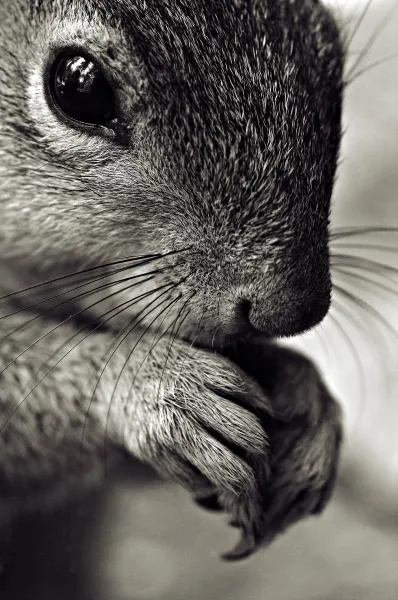 Western Gray Squirrel