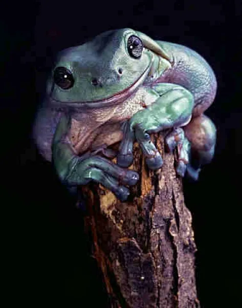 Australian LumpyTree Frog