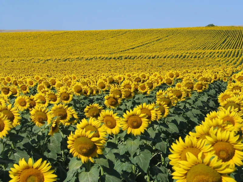 Field of Sunflowers
