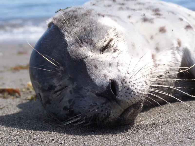 Phantom of the Opera