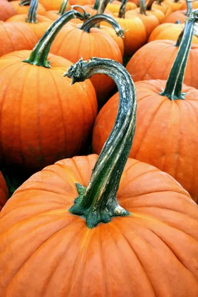 Pumpkin Stem
