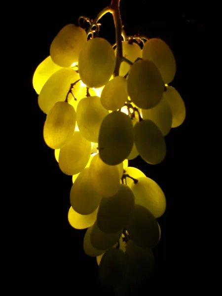 Grapes